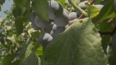 Plums grow in countryside orchids on sunny summer day