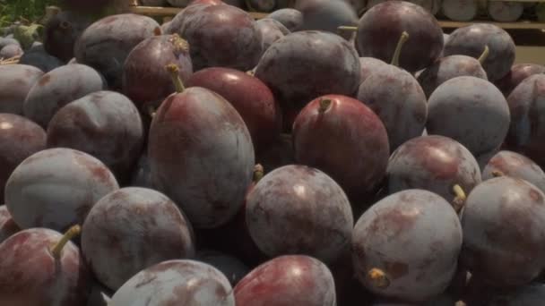 Plums Box Freshly Picked Orchid Camera Closeup — Videoclip de stoc