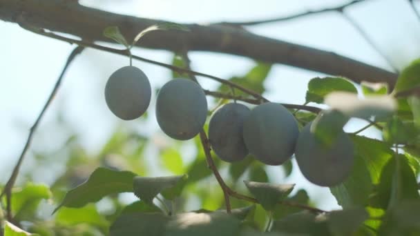 Plums Grow Countryside Orchids Sunny Summer Day — Wideo stockowe