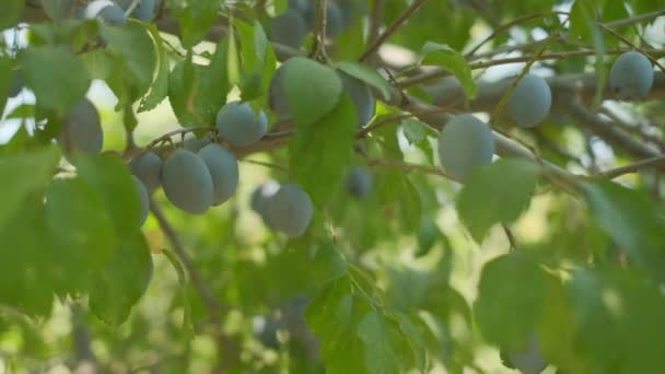 Plums Grow Countryside Orchids Sunny Summer Day — Vídeo de stock