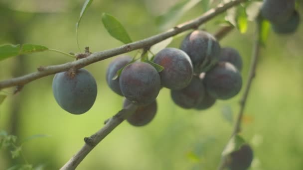 Plums Grow Countryside Orchids Sunny Summer Day — 图库视频影像