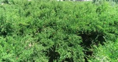 Pomegranate orchid in summer day. Drone camera frome above
