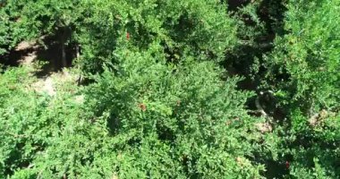 Pomegranate orchid in summer day. Drone camera frome above