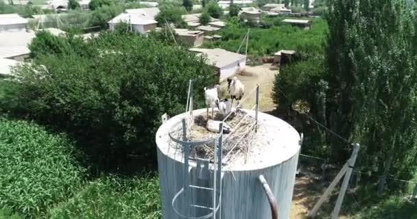 Storks Nest Water Tower Drone Camera — Vídeos de Stock