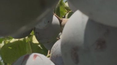 Plums grow in countryside orchids on sunny summer day