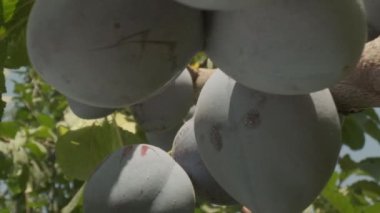 Plums grow in countryside orchids on sunny summer day
