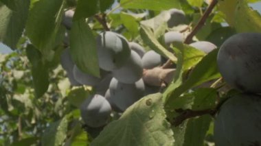 Plums grow in countryside orchids on sunny summer day