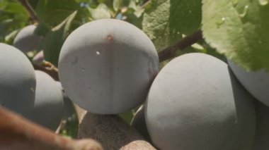 Plums grow in countryside orchids on sunny summer day