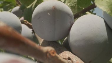 Plums grow in countryside orchids on sunny summer day