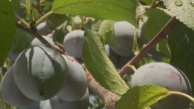 Plums grow in countryside orchids on sunny summer day