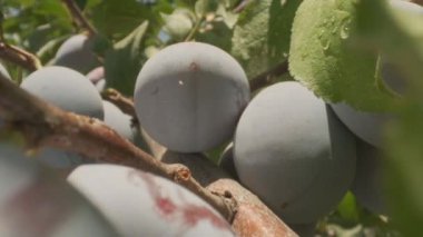 Plums grow in countryside orchids on sunny summer day