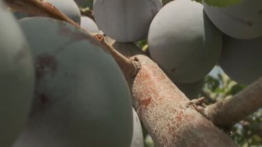 Plums grow in countryside orchids on sunny summer day