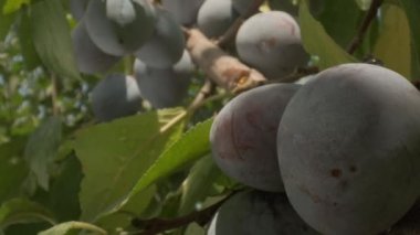 Plums grow in countryside orchids on sunny summer day