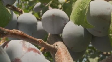 Plums grow in countryside orchids on sunny summer day