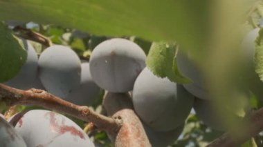 Plums grow in countryside orchids on sunny summer day