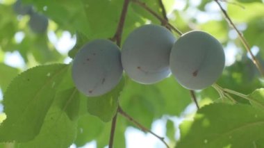 Plums grow in countryside orchids on sunny summer day