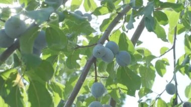 Plums grow in countryside orchids on sunny summer day
