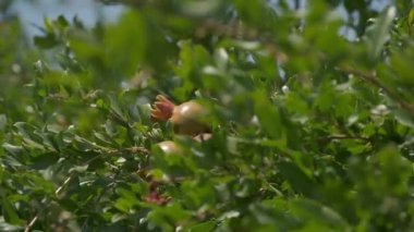 Pomegranates grow in countryside orchids on sunny summer day