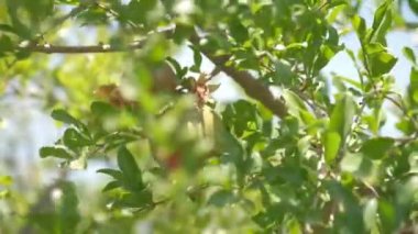 Pomegranates grow in countryside orchids on sunny summer day