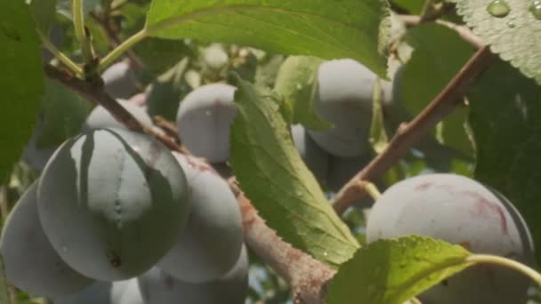 Plums Grow Countryside Orchids Sunny Summer Day — Stock video