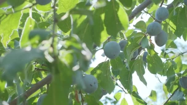 Plums Grow Countryside Orchids Sunny Summer Day — Stok video