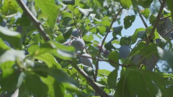 Plums Grow Countryside Orchids Sunny Summer Day — Stock Video