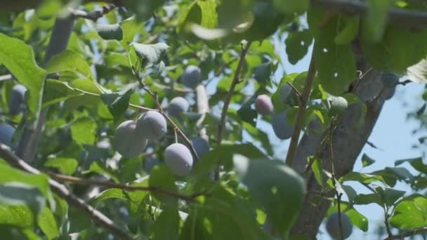 Plums Grow Countryside Orchids Sunny Summer Day — Stock Video