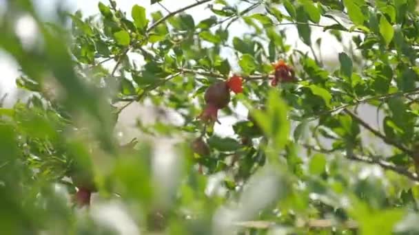 Pomegranates Grow Countryside Orchids Sunny Summer Day — Stock Video