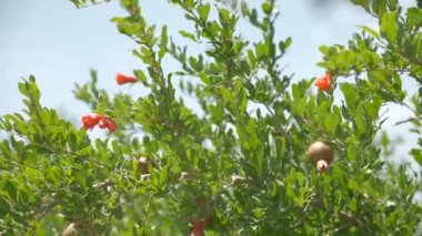 Pomegranates grow in countryside orchids on sunny summer day