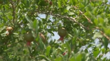 Pomegranates grow in countryside orchids on sunny summer day