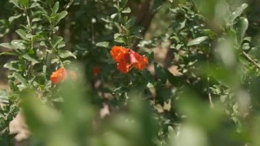 Pomegranates grow in countryside orchids on sunny summer day