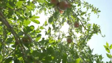 Pomegranates grow in countryside orchids on sunny summer day