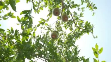 Pomegranates grow in countryside orchids on sunny summer day