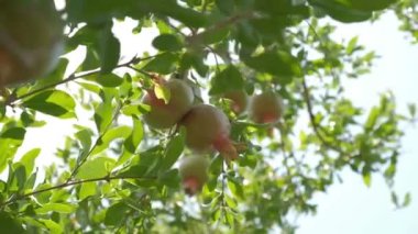 Pomegranates grow in countryside orchids on sunny summer day