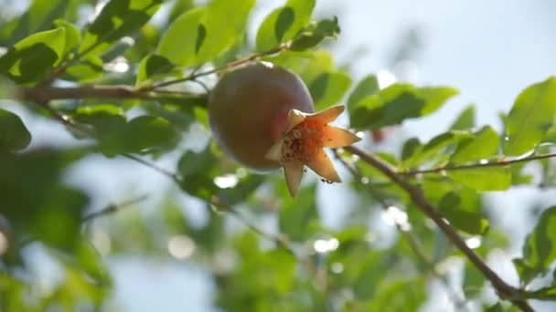 Pomegranates Grow Countryside Orchids Sunny Summer Day — Stock video