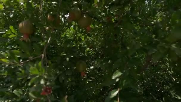 Pomegranates Grow Countryside Orchids Sunny Summer Day — Stock video