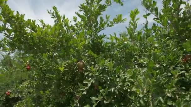 Pomegranates Grow Countryside Orchids Sunny Summer Day — Vídeo de Stock