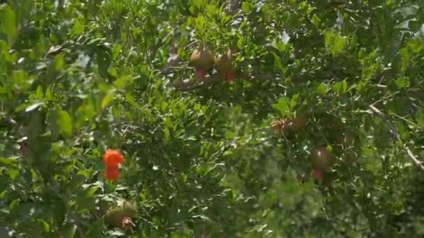 Pomegranates Grow Countryside Orchids Sunny Summer Day — Stok Video