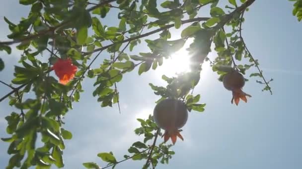 Pomegranates Grow Countryside Orchids Sunny Summer Day — 비디오