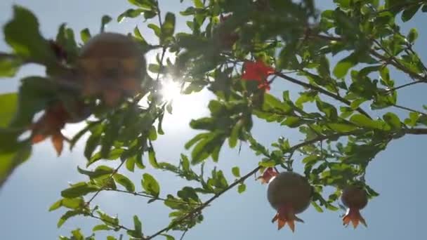 Pomegranates Grow Countryside Orchids Sunny Summer Day — Wideo stockowe