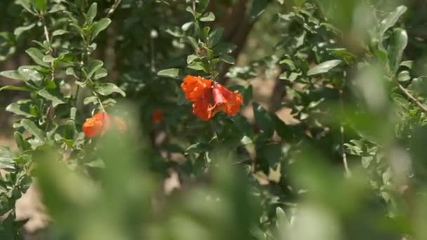 Pomegranates Grow Countryside Orchids Sunny Summer Day — Stockvideo
