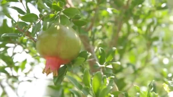 Pomegranates Grow Countryside Orchids Sunny Summer Day — Stok Video