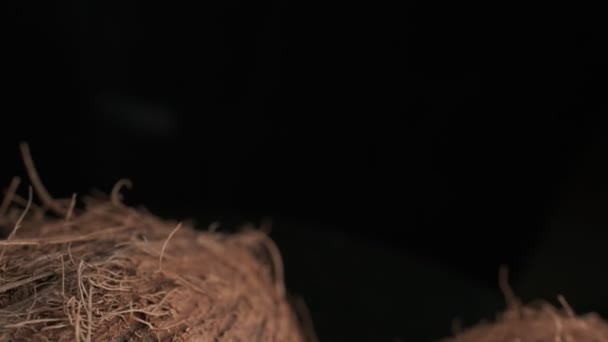 Three Coconuts Spinning Black Background Close Slow Motion — Vídeo de stock