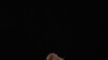 Flying up coconuts on the black background, slow motion