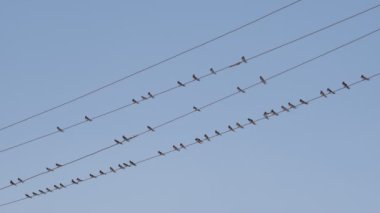 Birds take off from the wires. Gre-ish blue sky on the back. Slow motion