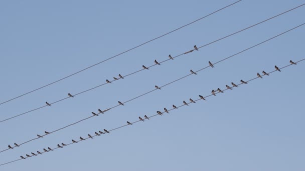 Birds Take Wires Gre Ish Blue Sky Back Slow Motion — ストック動画