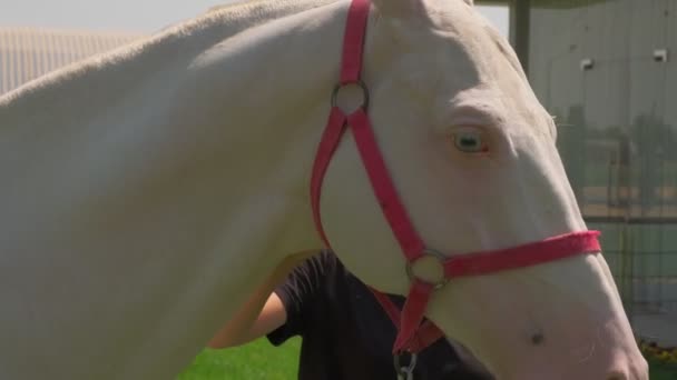 White Horse Walks Outdoors Lawn City Green Grass Blue Sky — Stock videók
