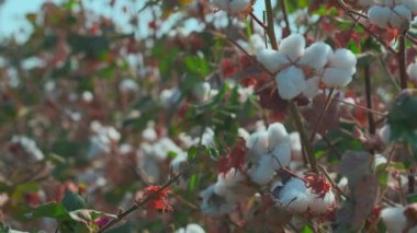 Bulutsuz bir günde pamuk tarlasında açık pamuk toplarının yakın çekimi