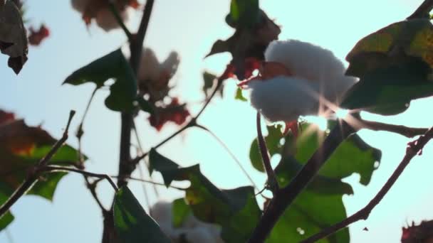 Solarna Strålar Genom Mogen Öppen Bomullsplanta Böljar Ett Bomullsfält Molnfri — Stockvideo