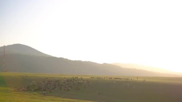 Koyun Sürüleri Sabahın Erken Saatlerinde Dağlarda Otlar — Stok video